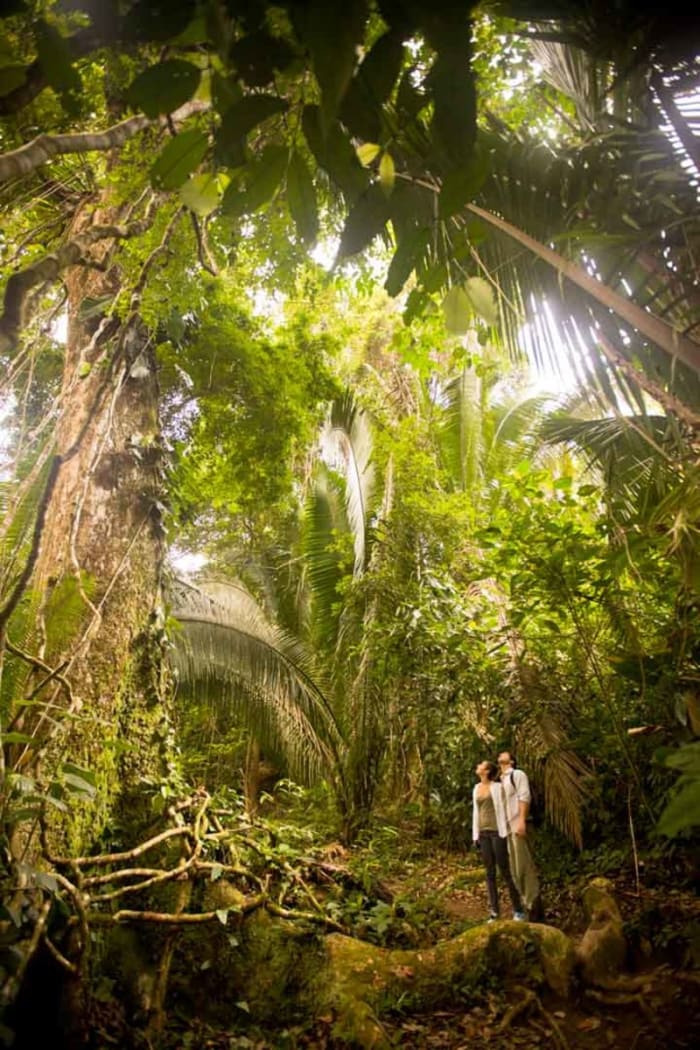 15. Cockscomb Basin Wildlife Reserve, Central Belize